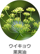 ウイキョウ果実油