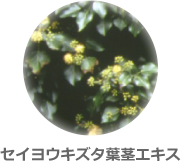 セイヨウキズタ葉茎エキス