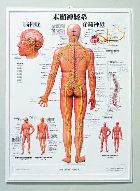 3D人体チャート(末梢神経系)