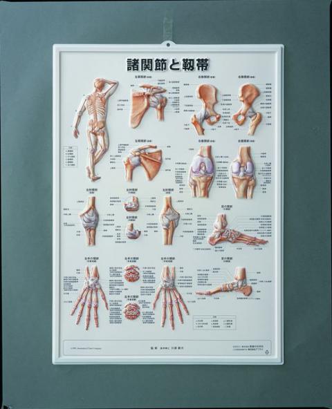 3D人体チャート(諸関節と靱帯)