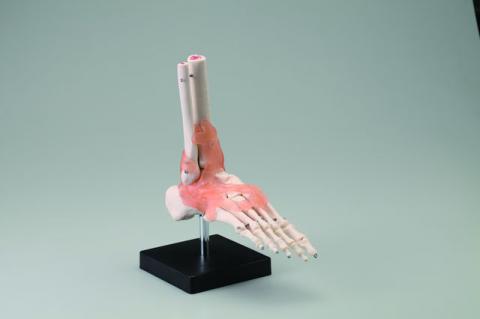 足関節模型