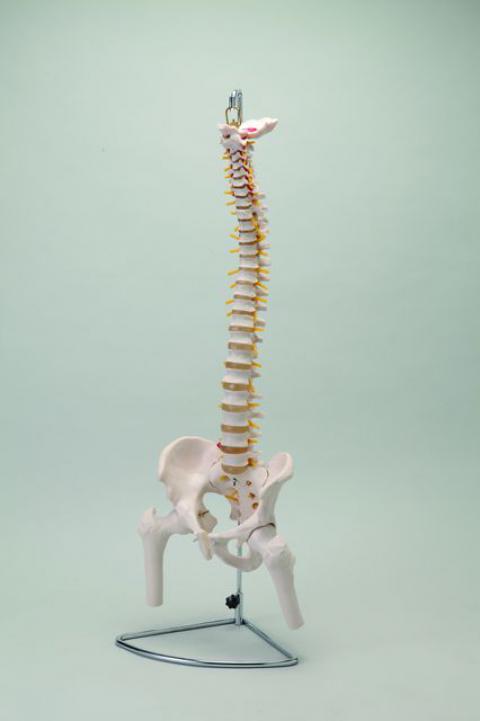 大腿骨付脊髄帯神経整体模型